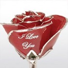 Love Is A Rose Love Is A Rose